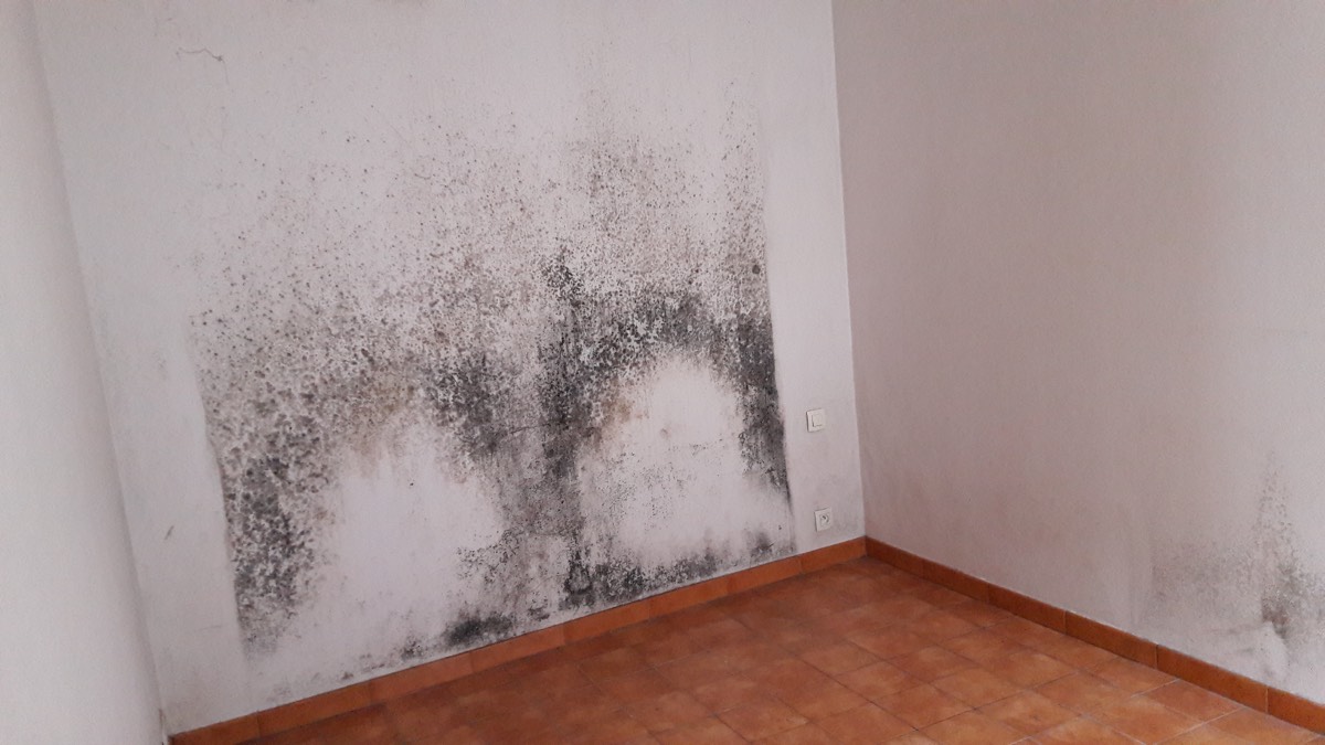 Moisissures - Expertise humidité à Orléans